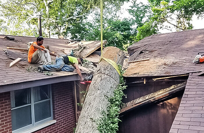 Emergency Tree Service