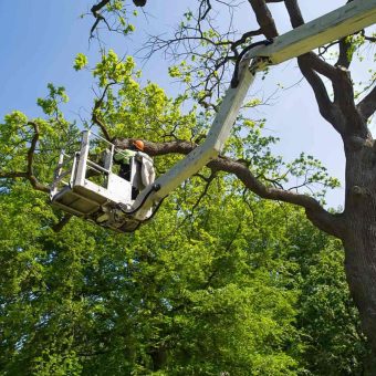 Bucket Tree Trimming