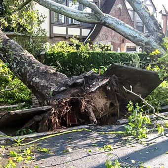 Emergency Tree Care 1