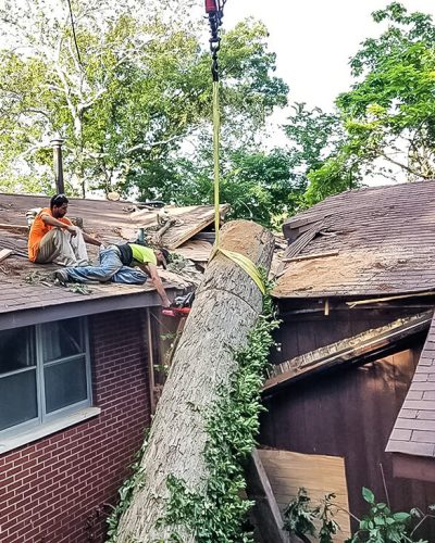 Emergency Tree Service