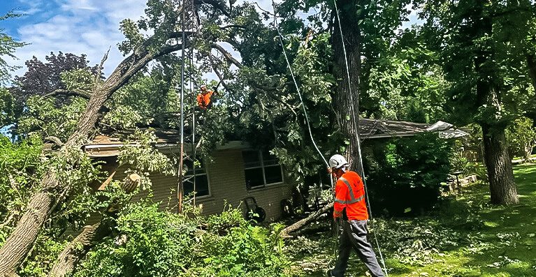 Emergency Tree Care 4