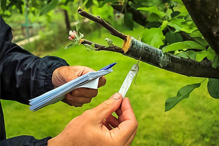 Tree Health 1