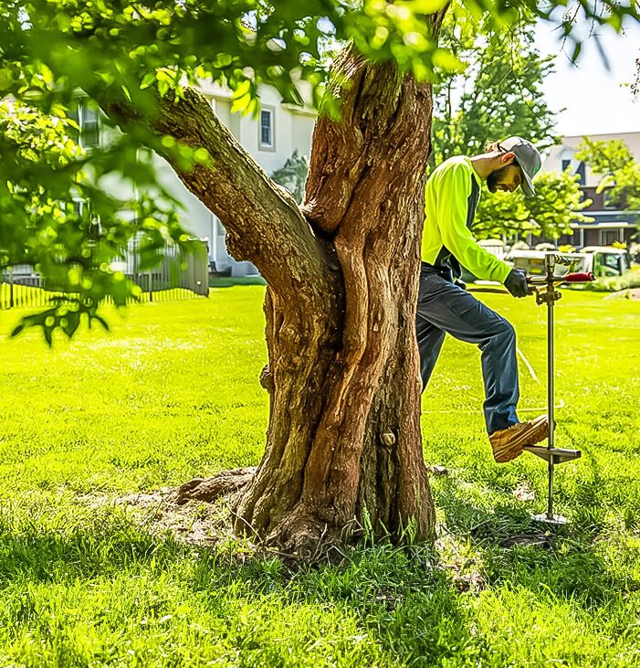 Tree Health 3