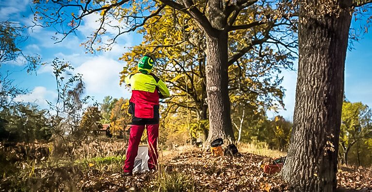 Tree Health 4