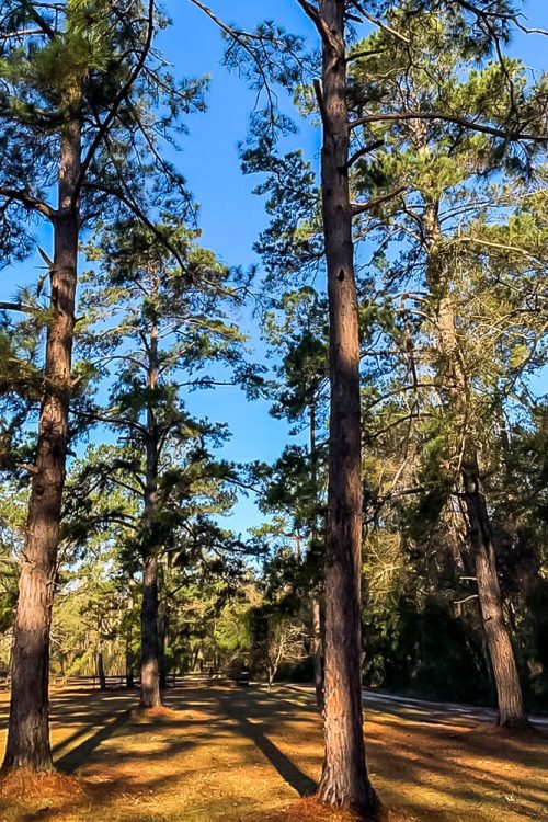 Tree Health 5