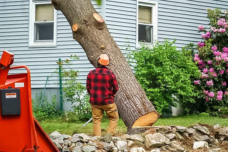 Tree Removal 1