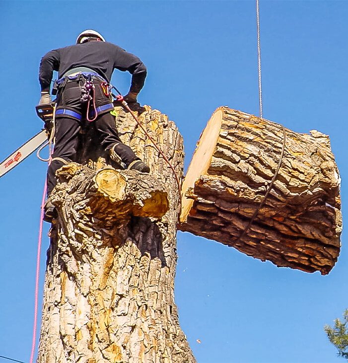 Tree Removal 3
