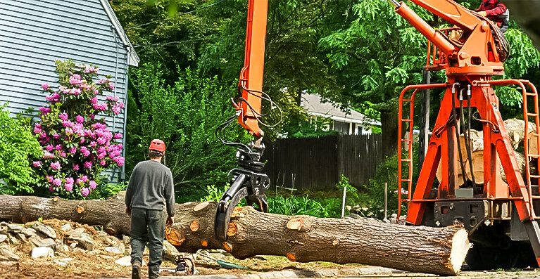 Tree Removal 4