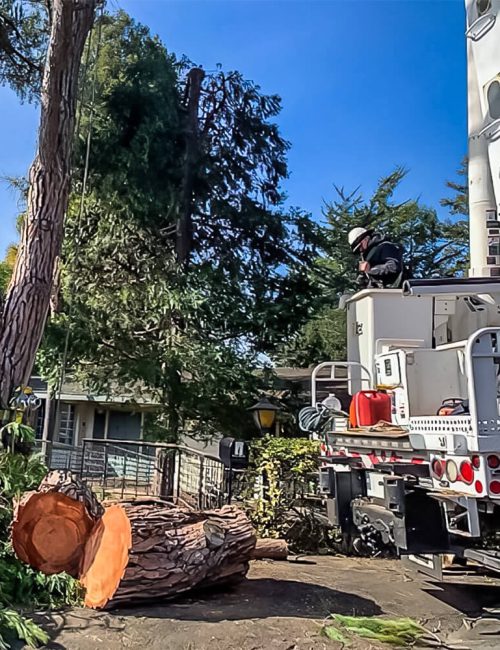 Tree Removal 5