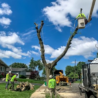 Tree Trimming 5