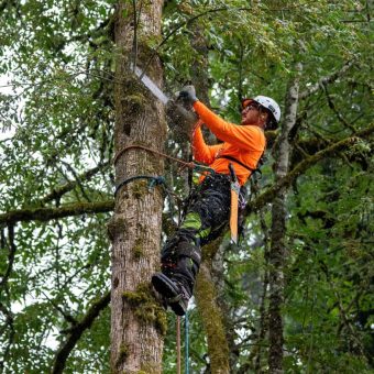 professional tree trimming