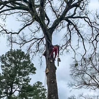 tree trimming