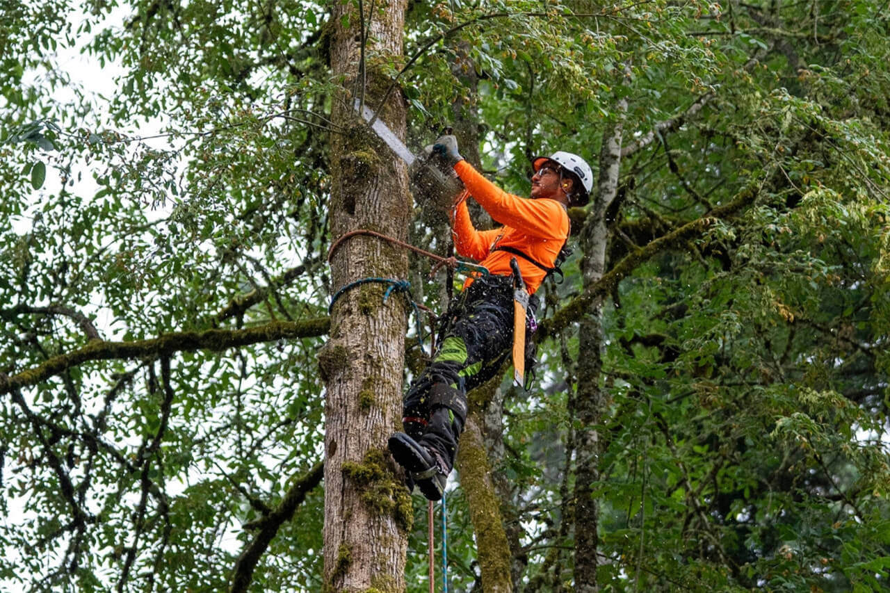 professional tree trimming