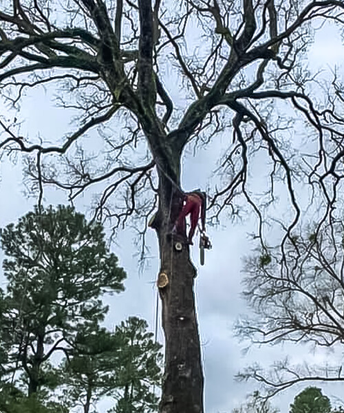 tree trimming