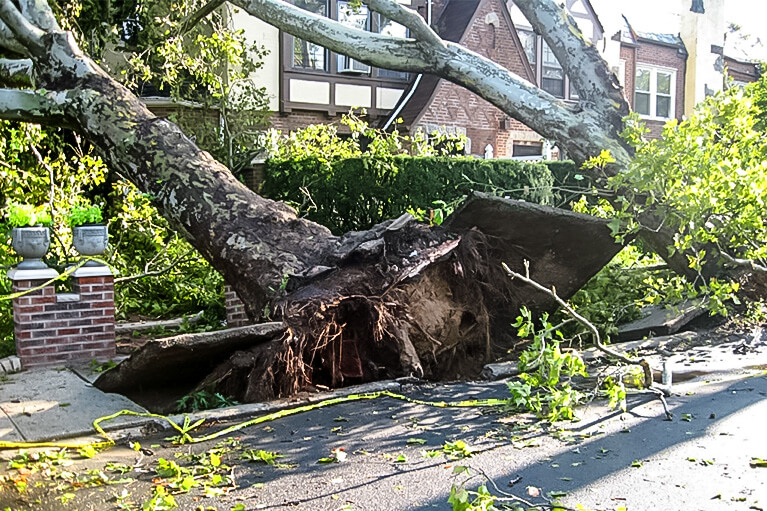 Emergency Tree Care 1