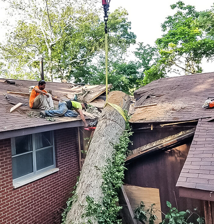 Emergency Tree Service